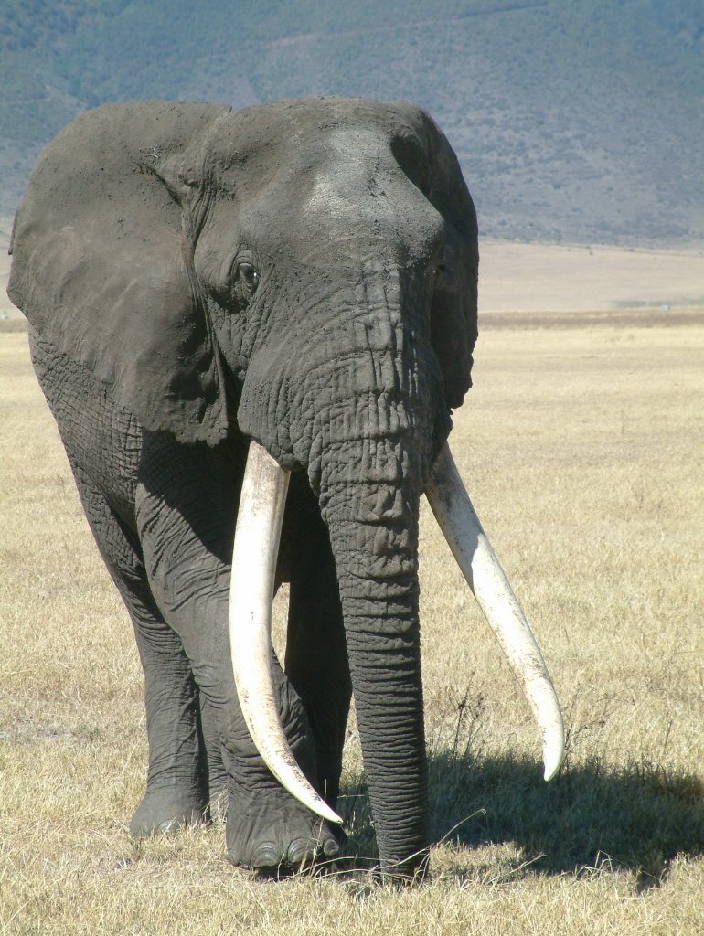 10-Very old and lonely elephant.jpg - Very old and lonely elephant